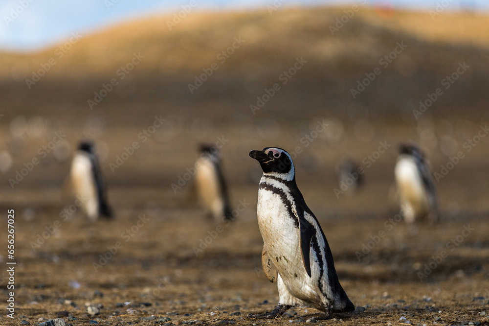 Fototapeta premium Chile