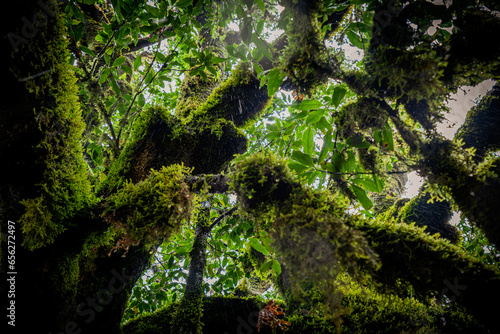 Close-up view of the branches of a laurel tree overgrown with moss and ferns in the mystical and creepy Fanal forest on Madeira, Portugal photo