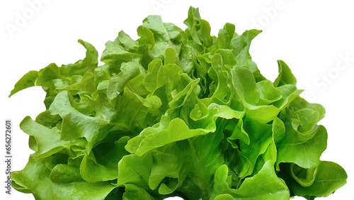 Isolated side view of green oak lettuce salad, hydroponic vegetables, fresh organic plantation, business product concept, cultivation farm, white background with clipping path