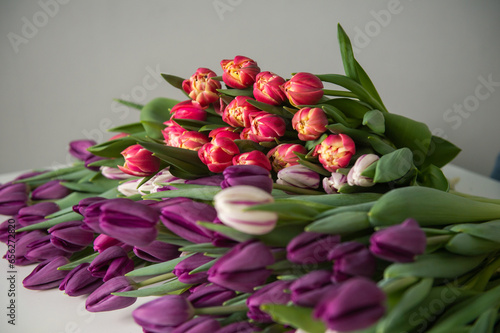 A large number of tulips of different colors lie on the kitchen table. photo