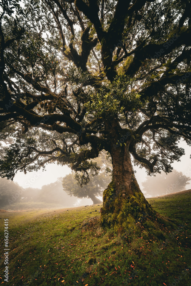 Fototapeta premium Scenic view of a laurel tree overgrown with moss and ferns in the Fanal forest on Madeira, Portugal, surrounded by dense fog creeping up the mountain