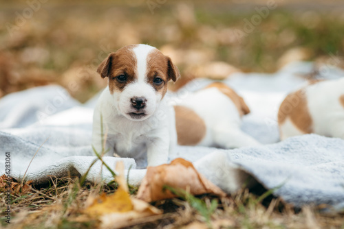 Cute Jack Russell Terrier puppy outdoor. Age one month