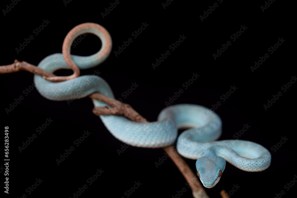 Obraz premium Trimeresurus Insularis, Pit Viper From Nusa Tenggara Island