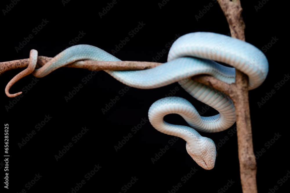 Obraz premium Trimeresurus Insularis, Pit Viper From Nusa Tenggara Island