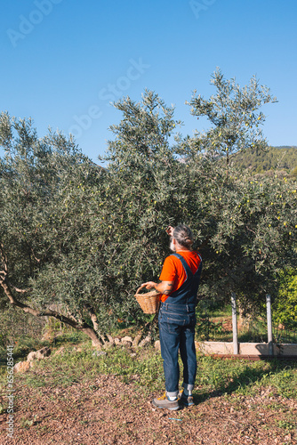 Small farmer picking olive harvest by hand