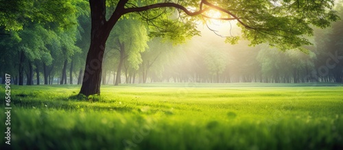 Fotografia Forest park with green trees and grass soft sunlight in the morning calm and ref