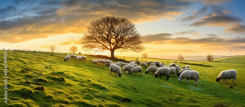 Canvas Print UK farm with sheep grazing in a green field at sunset in winter