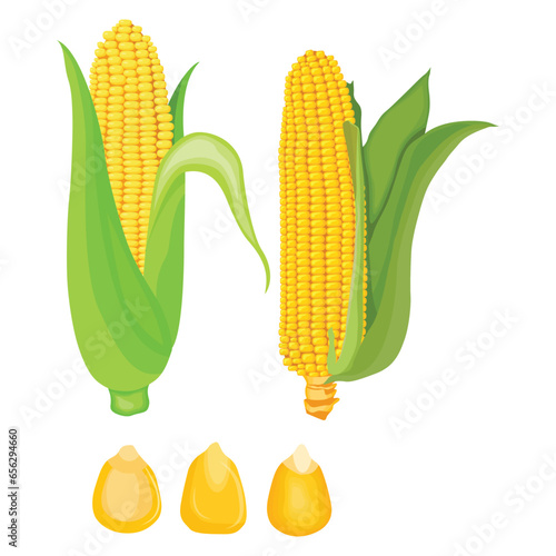 Vector illustration of corn in flat style design. Bunch, whole and sliced of Zea mays. Detailed vegetarian food drawing. Farm market product. Great for menu, label, icon