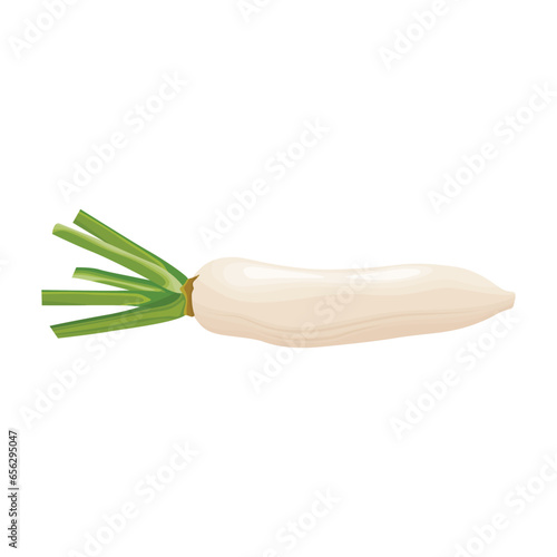 Vector illustration of daikon in flat style design. Fresh white radish with whole and slices, isolated on white background. Healthy vegetable organic food icon. Great for label agriculture