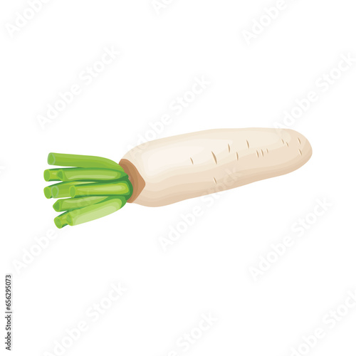 Vector illustration of daikon in flat style design. Fresh white radish with whole and slices, isolated on white background. Healthy vegetable organic food icon. Great for label agriculture