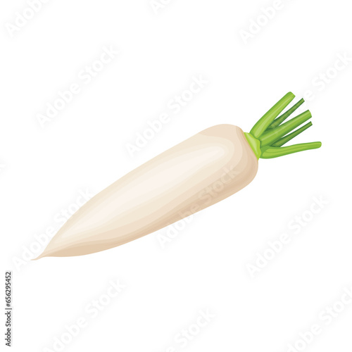 Vector illustration of daikon in flat style design. Fresh white radish with whole and slices, isolated on white background. Healthy vegetable organic food icon. Great for label agriculture