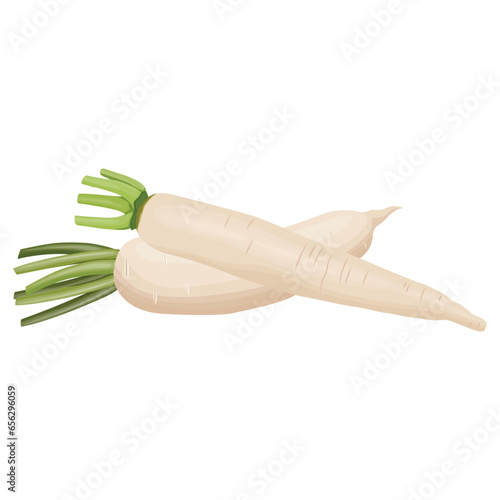 Vector illustration of daikon in flat style design. Fresh white radish with whole and slices, isolated on white background. Healthy vegetable organic food icon. Great for label agriculture