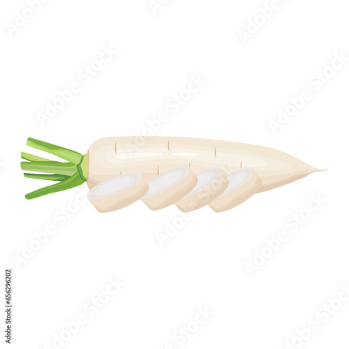 Vector illustration of daikon in flat style design. Fresh white radish with whole and slices, isolated on white background. Healthy vegetable organic food icon. Great for label agriculture
