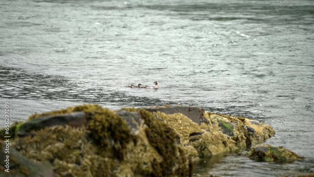 Mother duck and ducklings swim through lake in slow motion as rain drops fall on surface Mother duck and ducklings swim through lake in slow motion as rain drops fall on surface