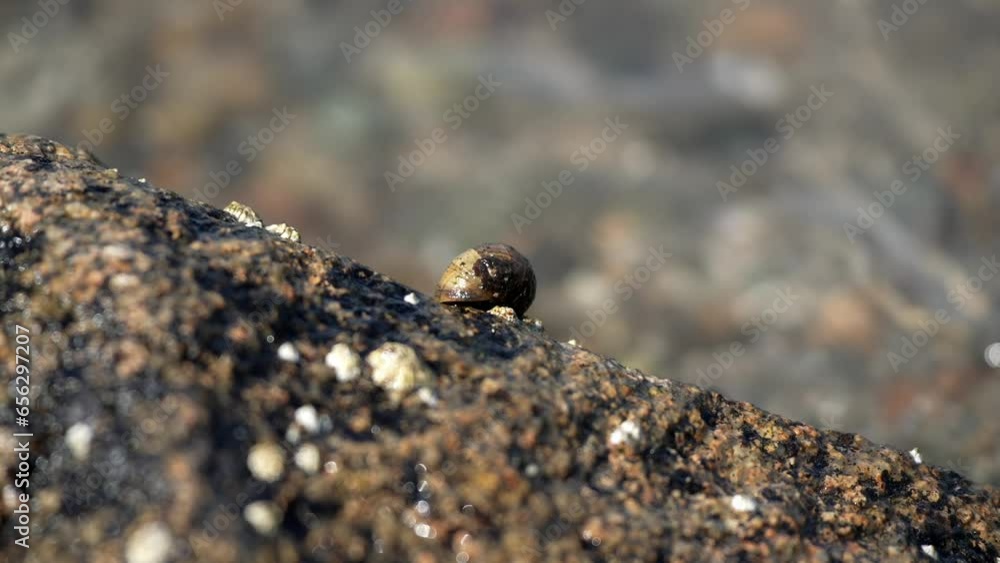 Small limpet snail latched onto rock by lake shore, shimmering water behind Small limpet snail latched onto rock by lake shore, shimmering water behind