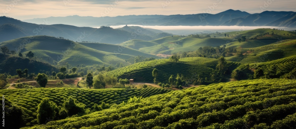 Jerico Colombias coffee plantation