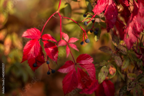 Multi-colored leaves of wild grapes in autumn