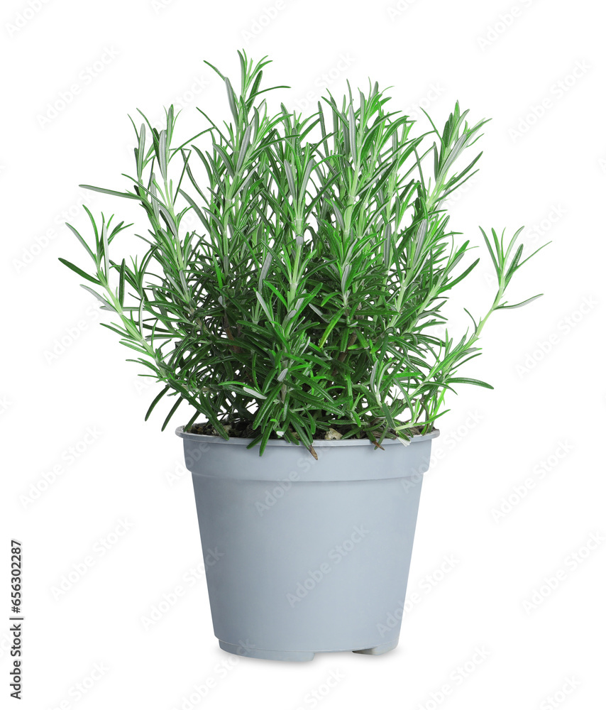 Aromatic green rosemary in pot isolated on white Aromatic green rosemary in pot isolated on white