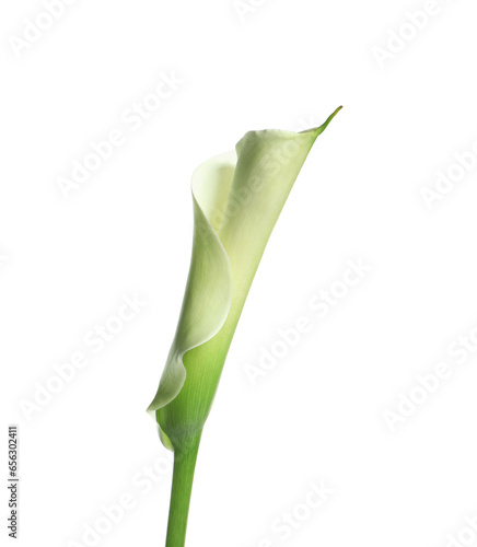 Beautiful calla lily flower on white background