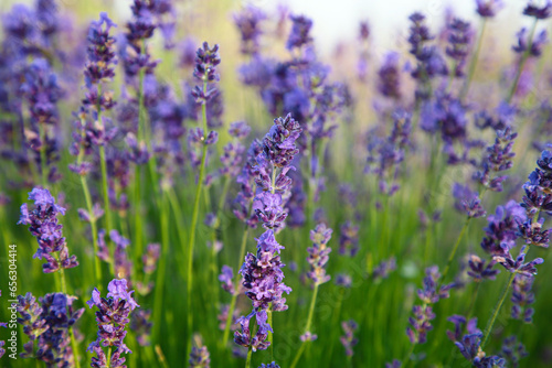 Beautiful blooming lavender growing in field, closeup