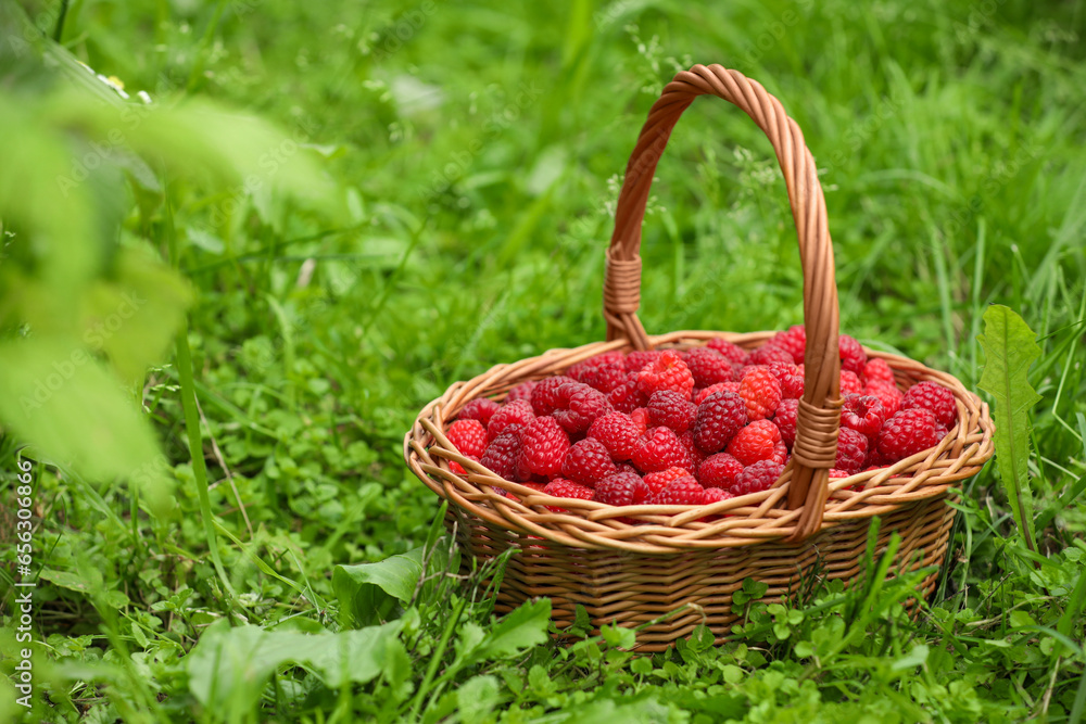 Wicker basket with ripe raspberries on green grass outdoors. Space for text Wicker basket with ripe raspberries on green grass outdoors. Space for text