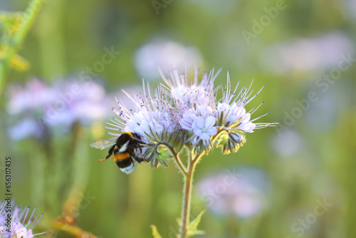 Bumblebee on beautiful blooming flower in meadow at summer, closeup