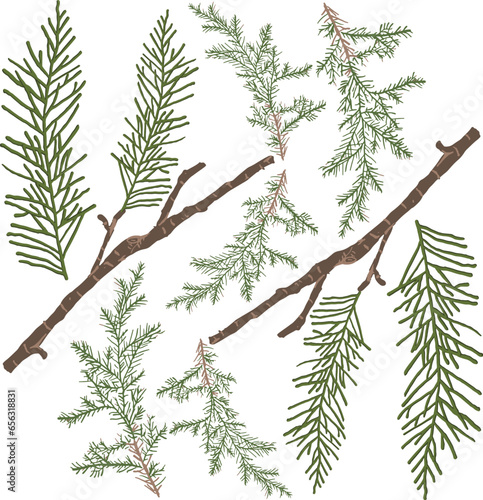 pine-leaved branch and textic pattern