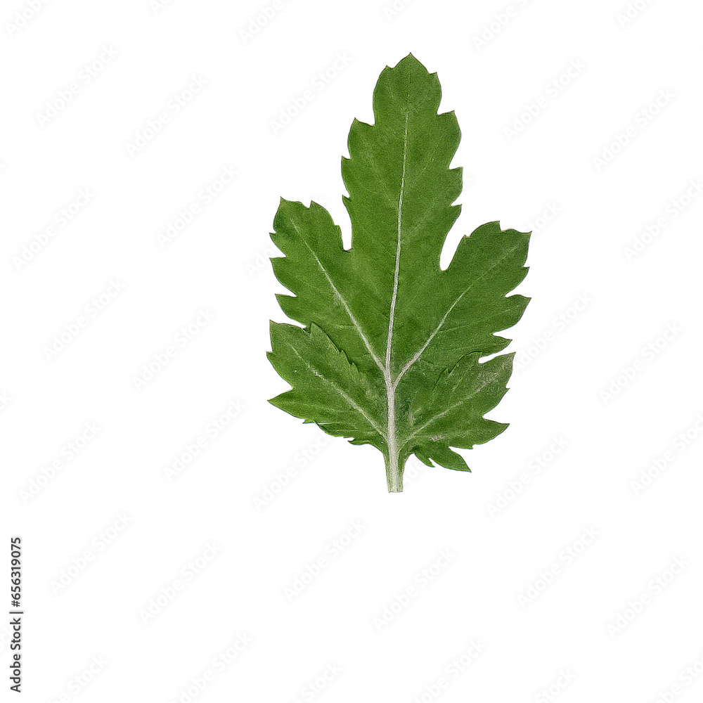 realistic branch of green plant, green wild parsley realistic branch of green plant, green wild parsley