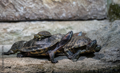 Red-eared freshwater turtle(red-eared terrapin) with her baby on her back. City Zoo, Baku, Azerbaijan.
