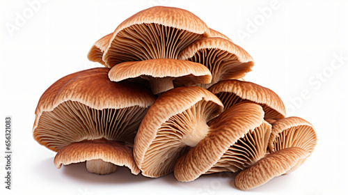 Brown beech mushroom isolated on white background 