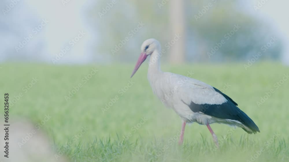White stork walkin and collecting dry grass for nest White stork walkin and collecting dry grass for nest