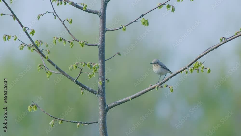 Common redstart sitting on tree, poles and catching flies Common redstart sitting on tree, poles and catching flies