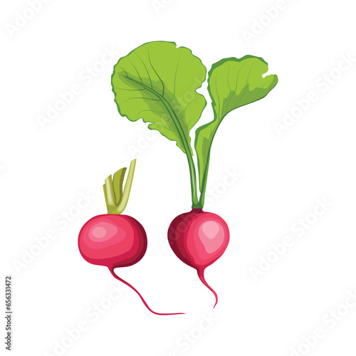 Vector illustration single or set of radishes in flat style. root vegetable healthy food. organic vegan agriculture product. whole and sliced with green leaves. red, pink, violet color
