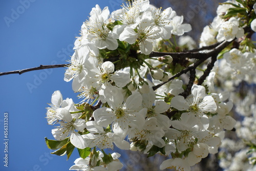 Closeup of white flowers of cherry tree against blue sky in April