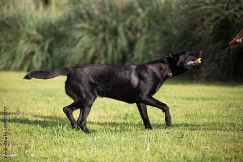 Great and amazing breed of dogs, black Malinois