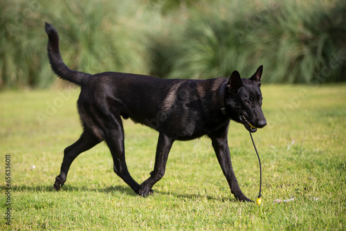 Great and amazing breed of dogs  black Malinois