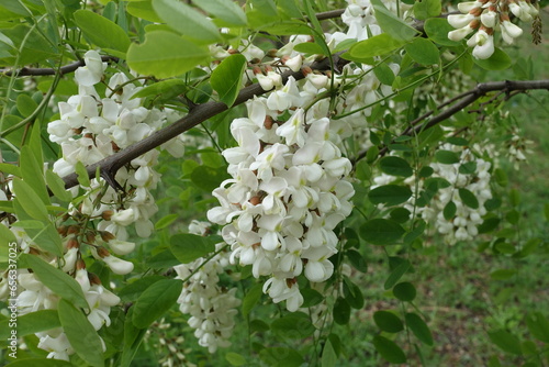 Dozens of white flowers in the leafage of Robinia pseudoacacia in May photo