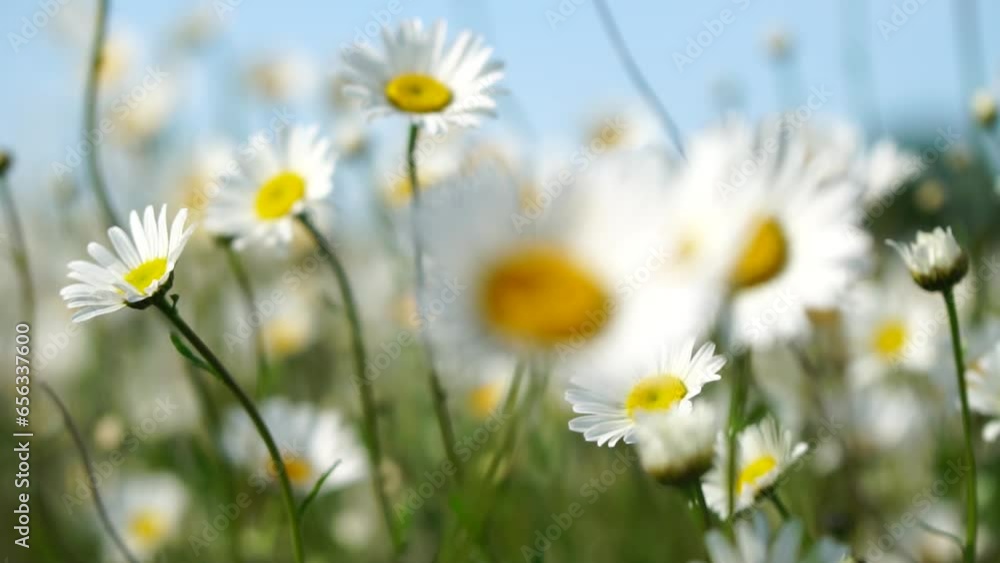 Chamomile. White daisy flowers in a field of green grass sway in the wind at sunset. Chamomile flowers field with green grass. Close up slow motion. Nature, flowers, spring, biology, fauna concept Chamomile. White daisy flowers in a field of green grass sway in the wind at sunset. Chamomile flowers field with green grass. Close up slow motion. Nature, flowers, spring, biology, fauna concept