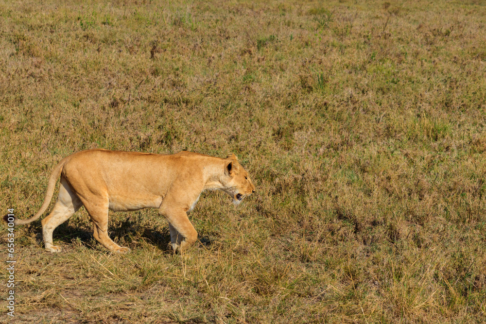 Lioness (Panthera leo) walking in savannah in Serengeti national park, Tanzania Lioness (Panthera leo) walking in savannah in Serengeti national park, Tanzania