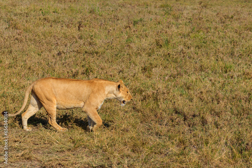 Lioness  Panthera leo  walking in savannah in Serengeti national park  Tanzania