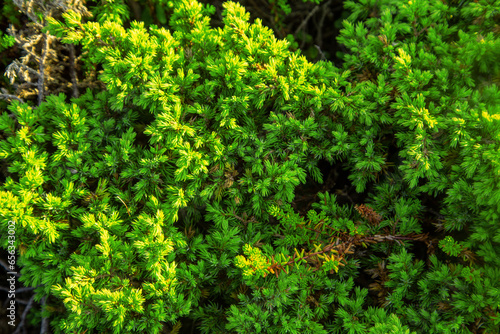 Low growing juniper in the tundra, view from above.
