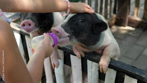 Potbellied pig drinking fresh milk and looking at camera. Girl feeding milk to potbellied pig. photo