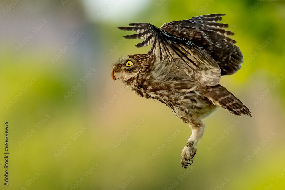 Fototapeta premium Chevêche en plein vol ( IA bruit )