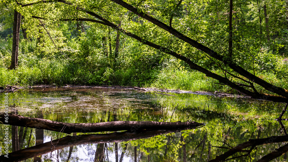 Trees and foliage reflected in a small forest pond Trees and foliage reflected in a small forest pond