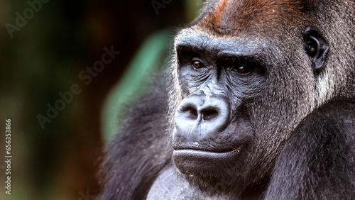 Close-up portrait of a gorilla with a wistful expression 