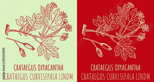 Vector drawings CRATAEGUS OXYACANTHA . Hand drawn illustration. Latin name CRATAEGUS CURVISEPALA LINDM.
 photo