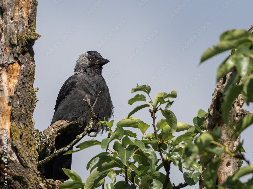 Fototapeta premium Western jackdaw