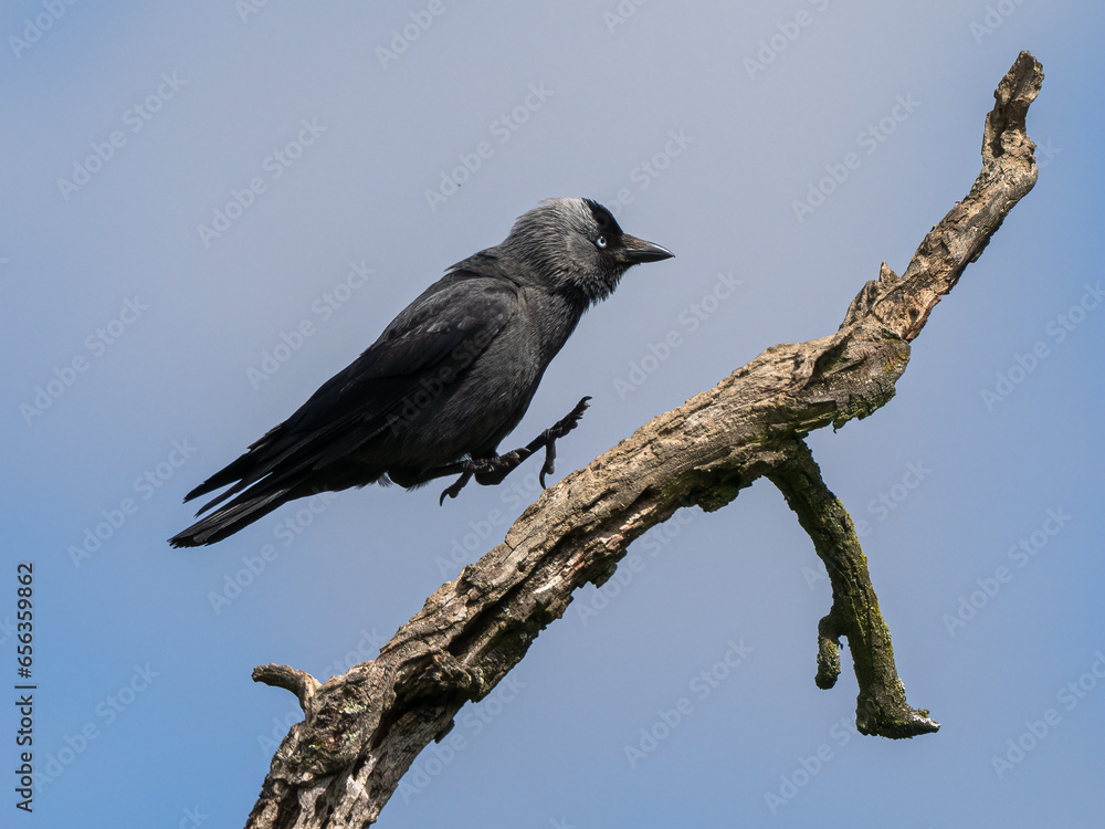 Western jackdaw Western jackdaw