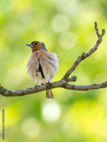 Eurasian chaffinch on a banch of tree