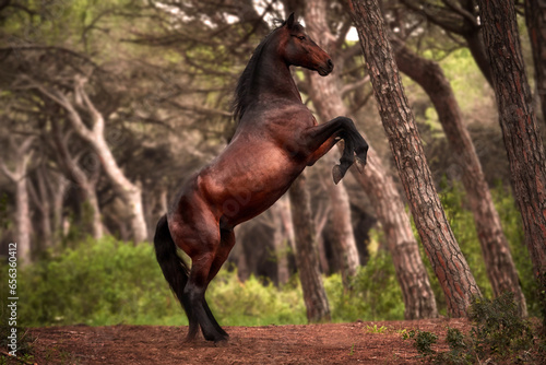 Rearing horse in the woods photo
